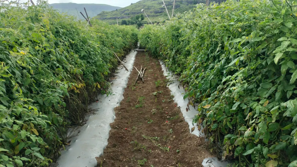 Fileiras de tomateiros num terreno agrícola