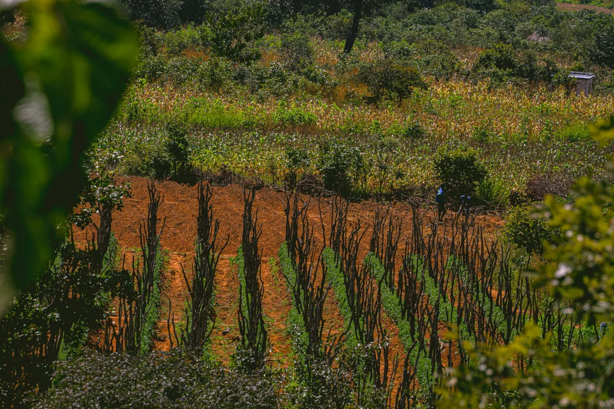 Extenso terreno agrícola de produção de tomate