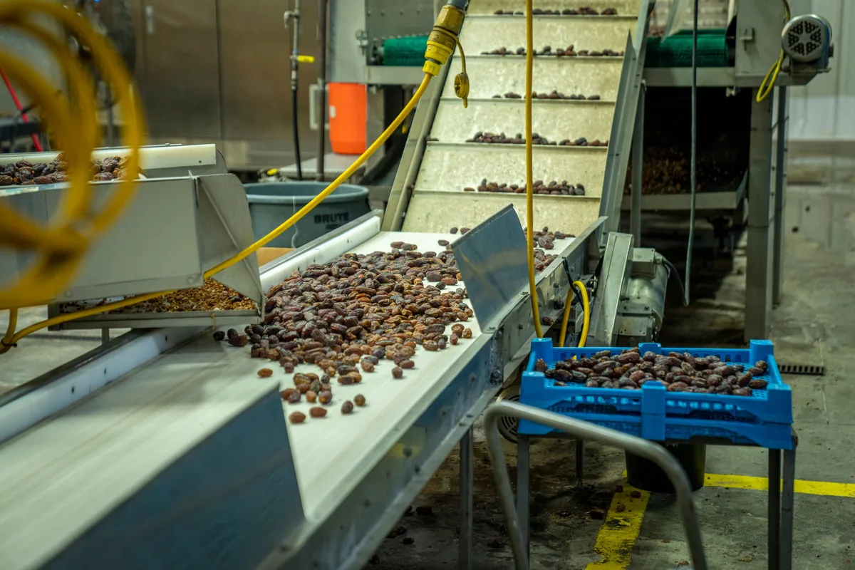 Linha de seleção numa unidade de processamento alimentar